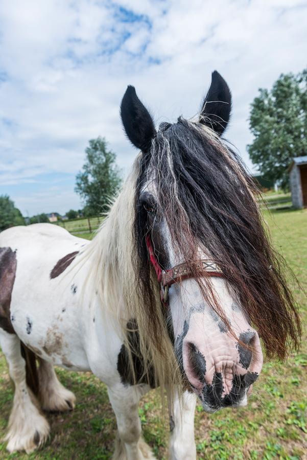 De Perenboom Hotel Belsele Kültér fotó